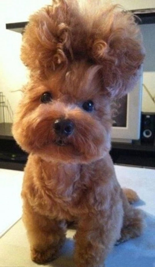 Finding a Great Groomer